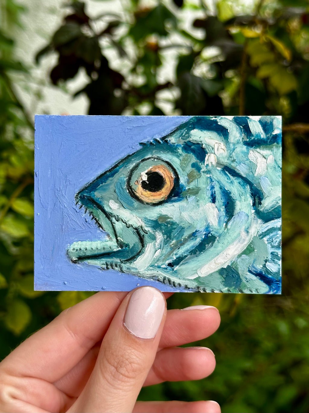 Atlantic Wreckfish ACEO (2.5x3.5”)