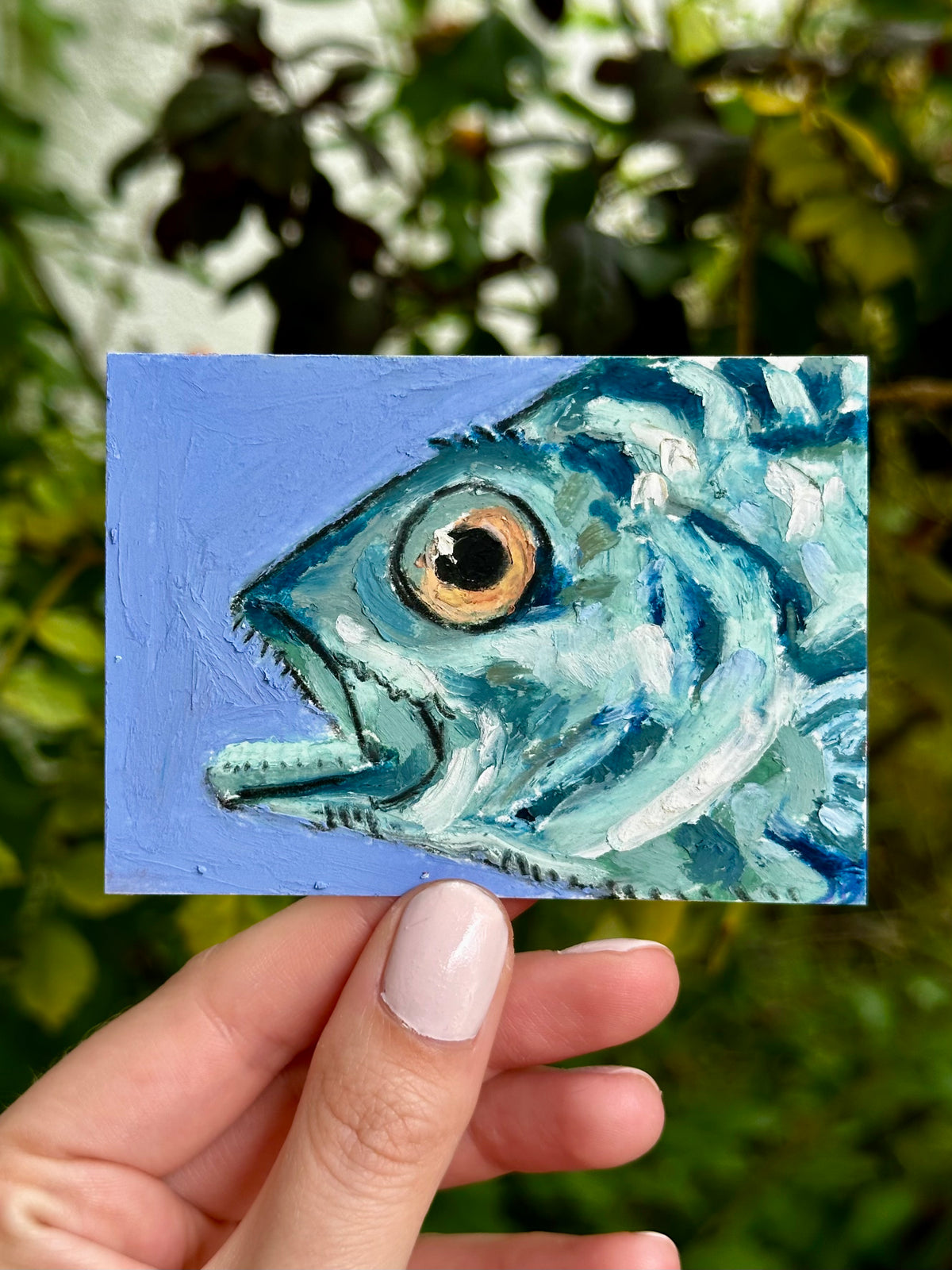 Atlantic Wreckfish ACEO (2.5x3.5”)