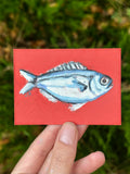 Scad fish ACEO (2.5x3.5”)