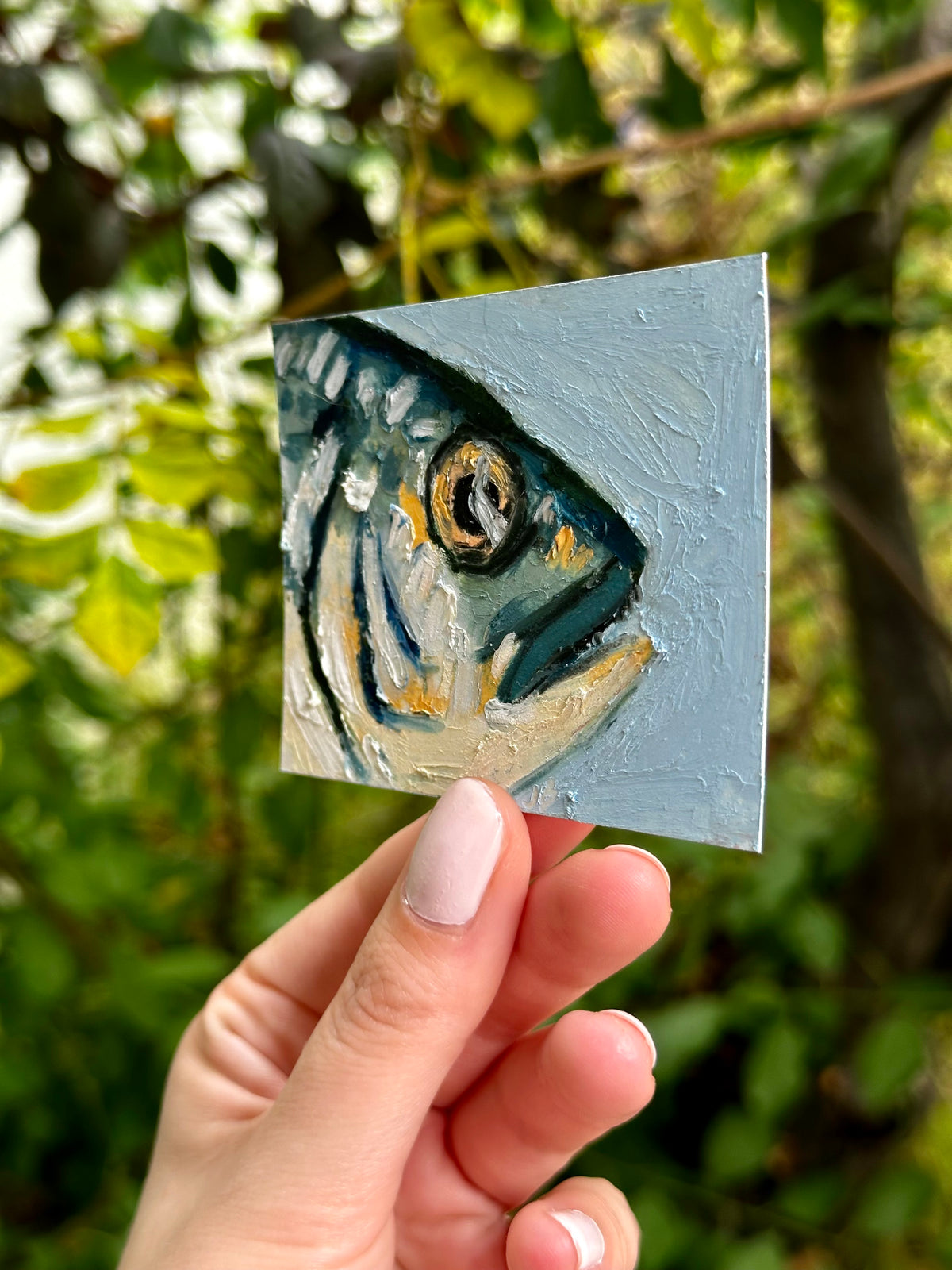 Gilthead Seabram ACEO (2.5x3.5”)