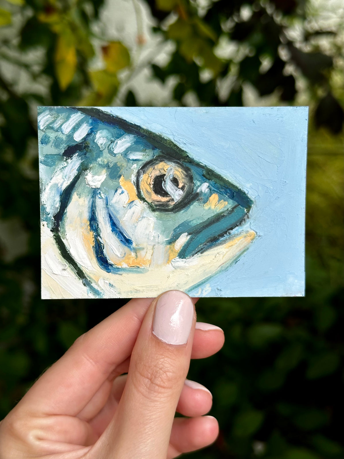 Gilthead Seabram ACEO (2.5x3.5”)