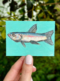Ladyfish ACEO (2.5x3.5”)