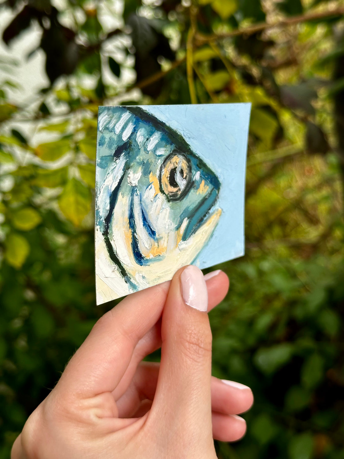 Gilthead Seabram ACEO (2.5x3.5”)