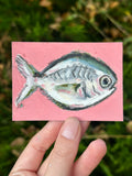 Pompano fish ACEO (2.5x3.5”)