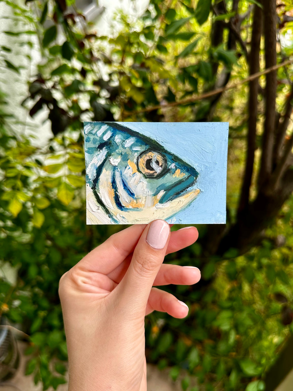 Gilthead Seabram ACEO (2.5x3.5”)